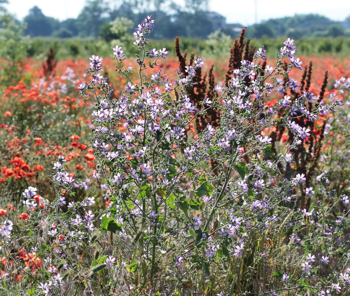 Image of Malva sylvestris specimen.