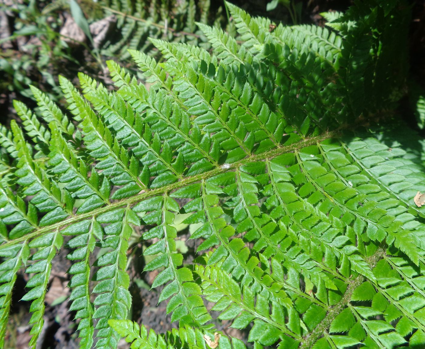 Image of Polystichum aculeatum specimen.