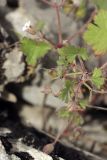 Geranium rotundifolium