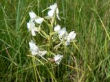 Habenaria linearifolia