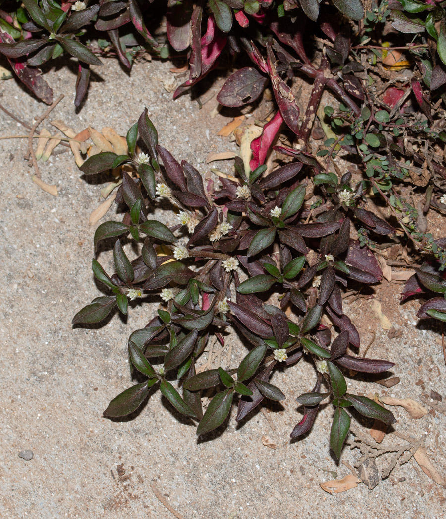 Image of Alternanthera ficoidea specimen.