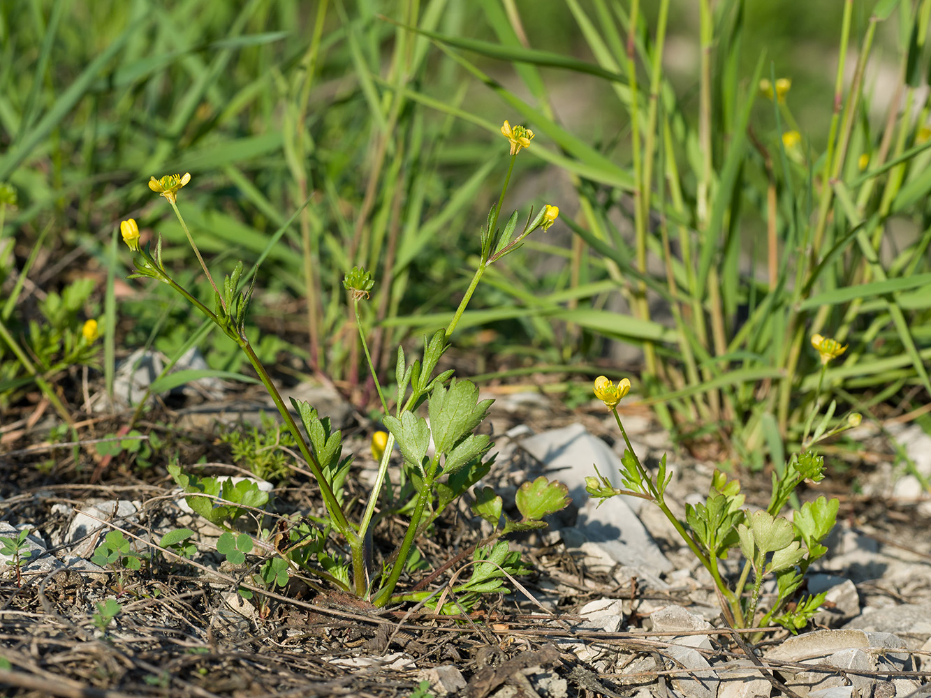 Изображение особи Ranunculus trachycarpus.