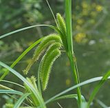 Carex pseudocyperus