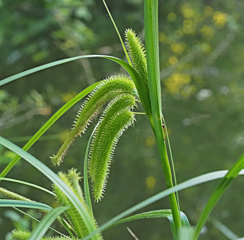 Изображение особи Carex pseudocyperus.