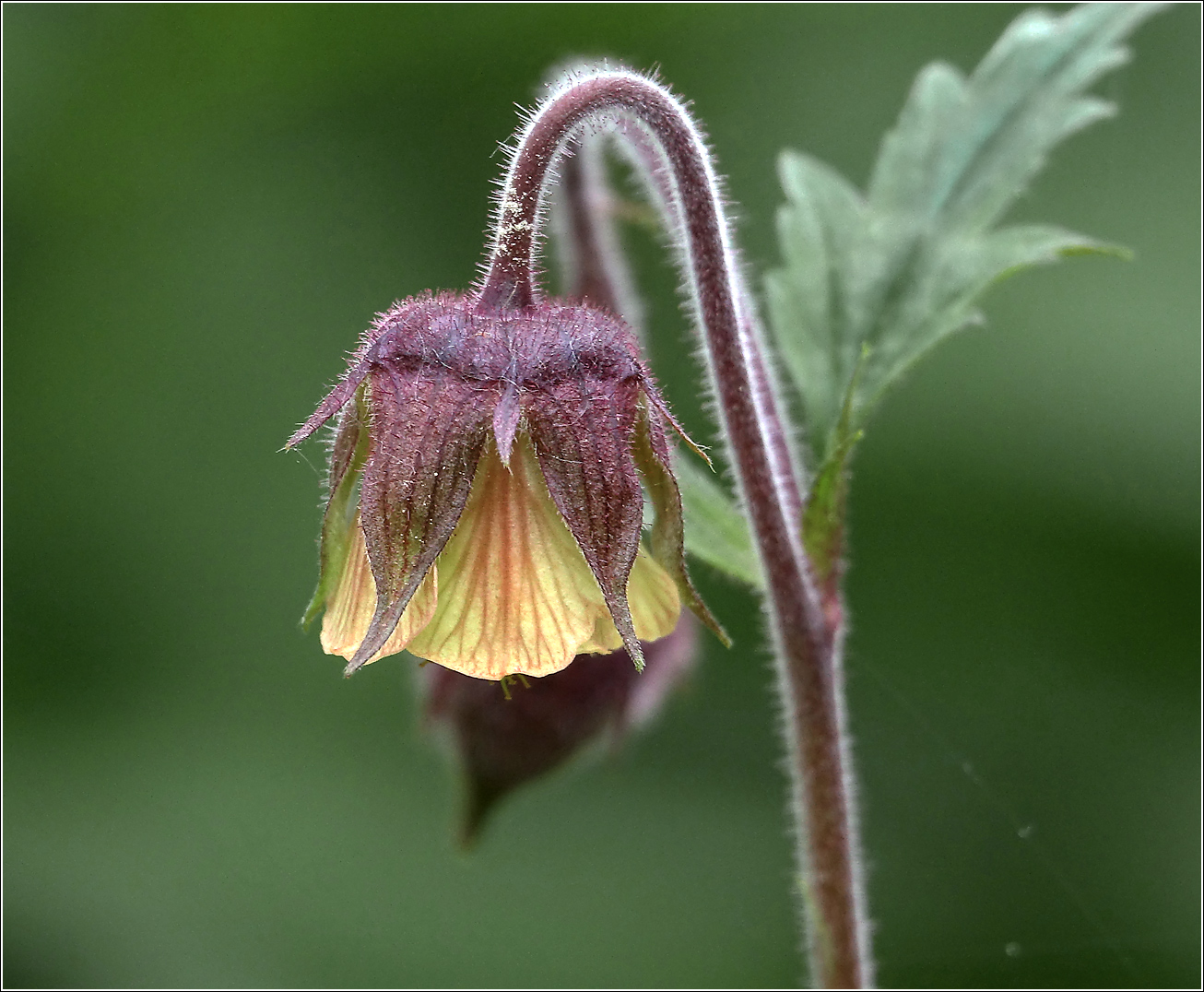 Изображение особи Geum rivale.