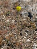 Erysimum cuspidatum