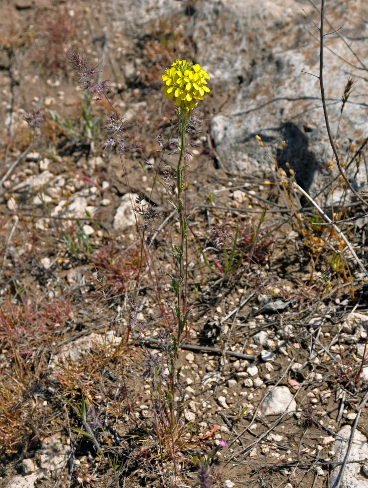 Image of Erysimum cuspidatum specimen.