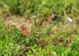 Linum amurense