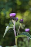 Cirsium helenioides