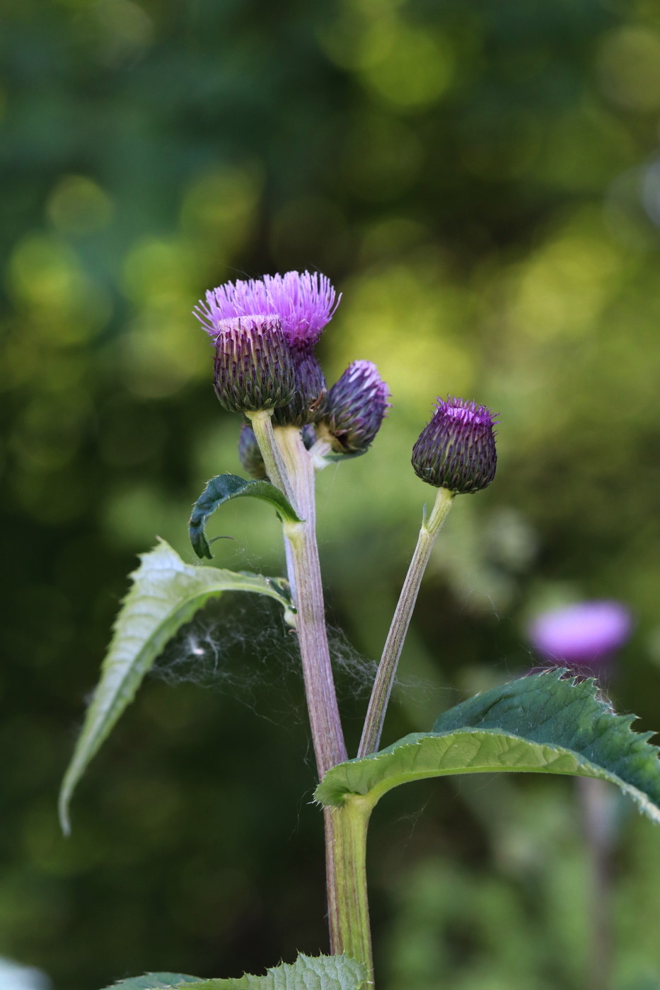 Изображение особи Cirsium helenioides.