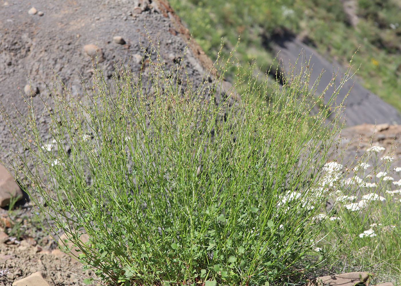 Изображение особи Rumex hastifolius.