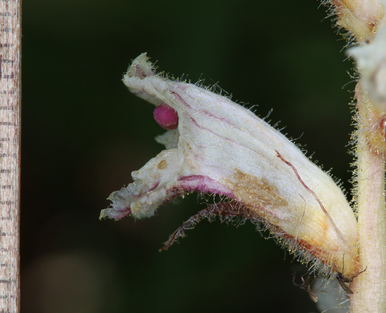 Image of Orobanche crenata specimen.