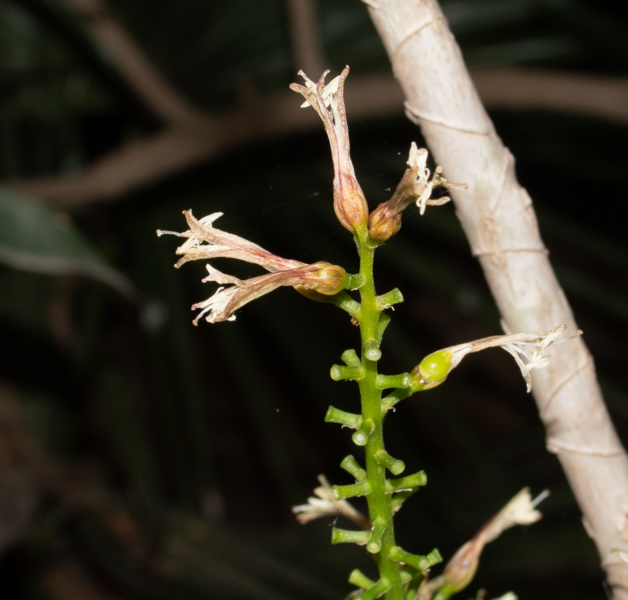 Image of Dracaena reflexa specimen.