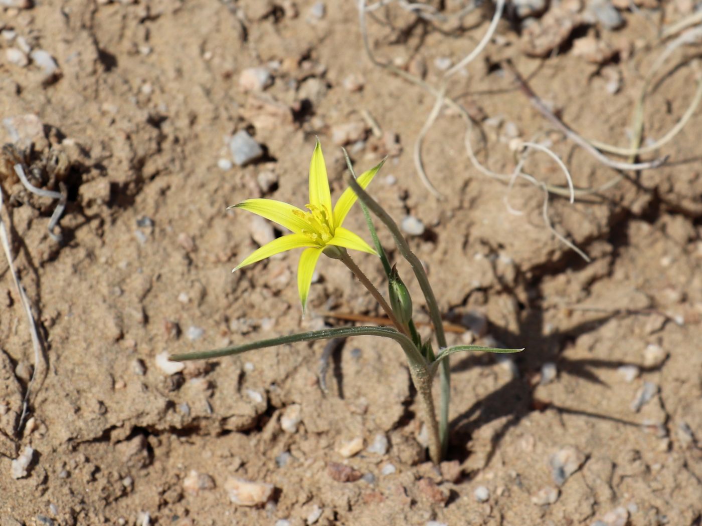 Image of Gagea bergii specimen.