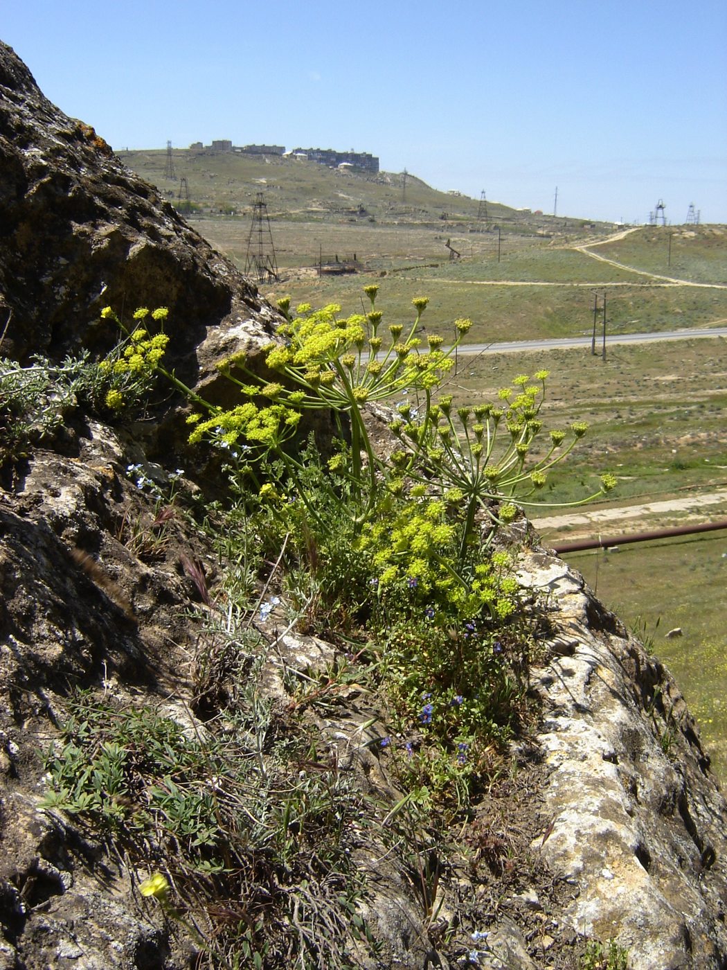 Image of Zosima absinthifolia specimen.