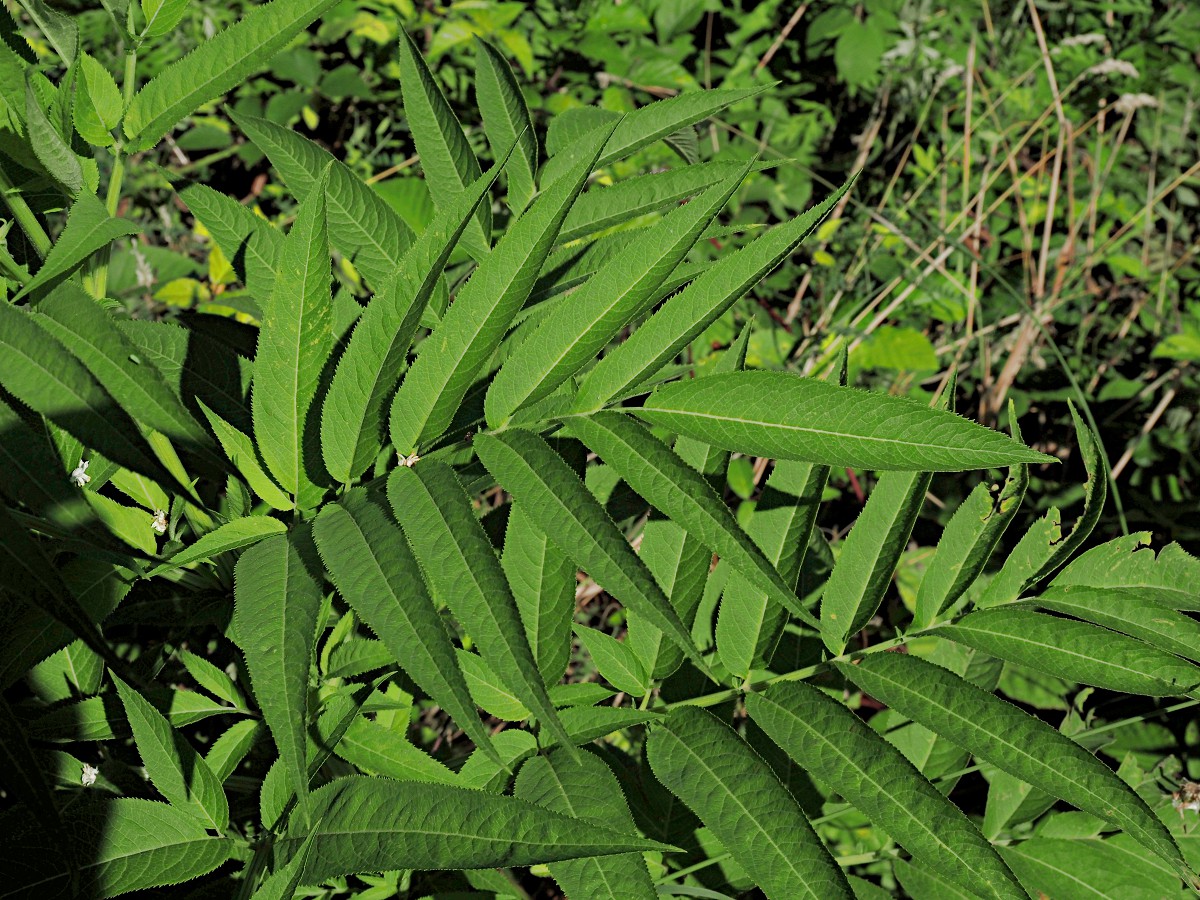 Изображение особи Sambucus ebulus.