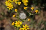 Senecio vernalis