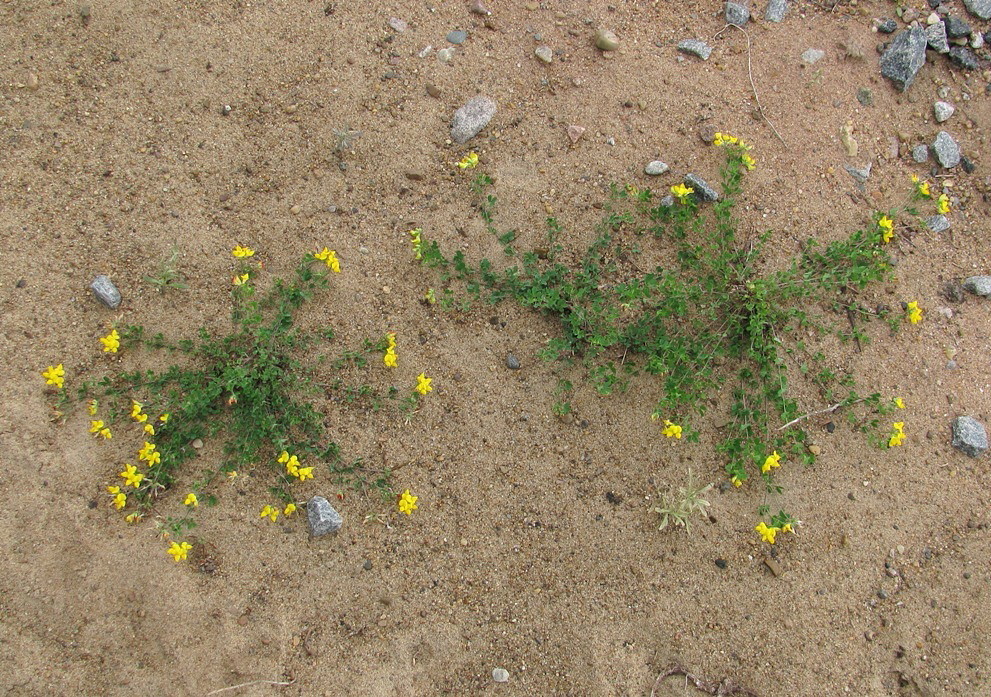 Image of Lotus dvinensis specimen.