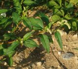 Persicaria lapathifolia