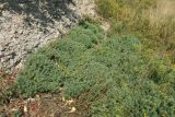 Euphorbia cyparissias