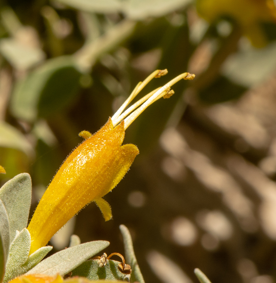 Image of Eremophila glabra specimen.