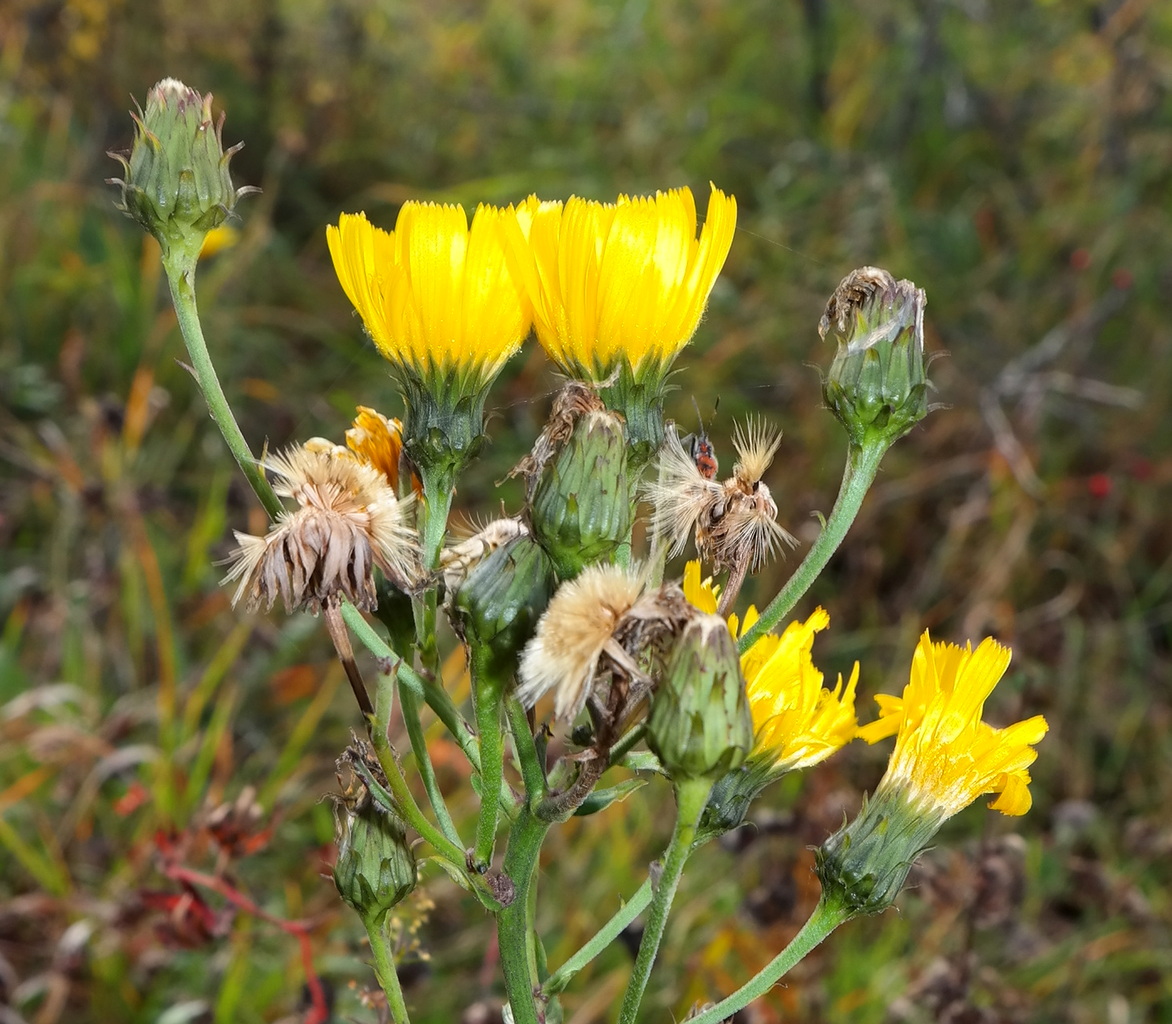 Изображение особи род Hieracium.