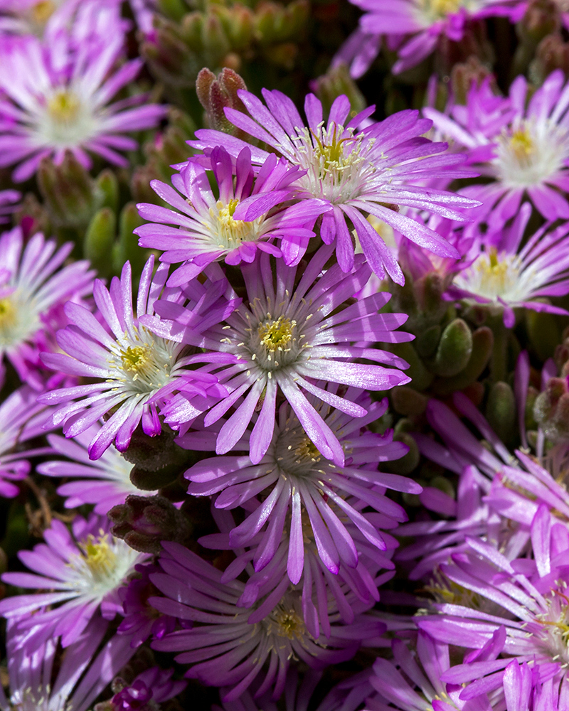 Изображение особи Drosanthemum floribundum.