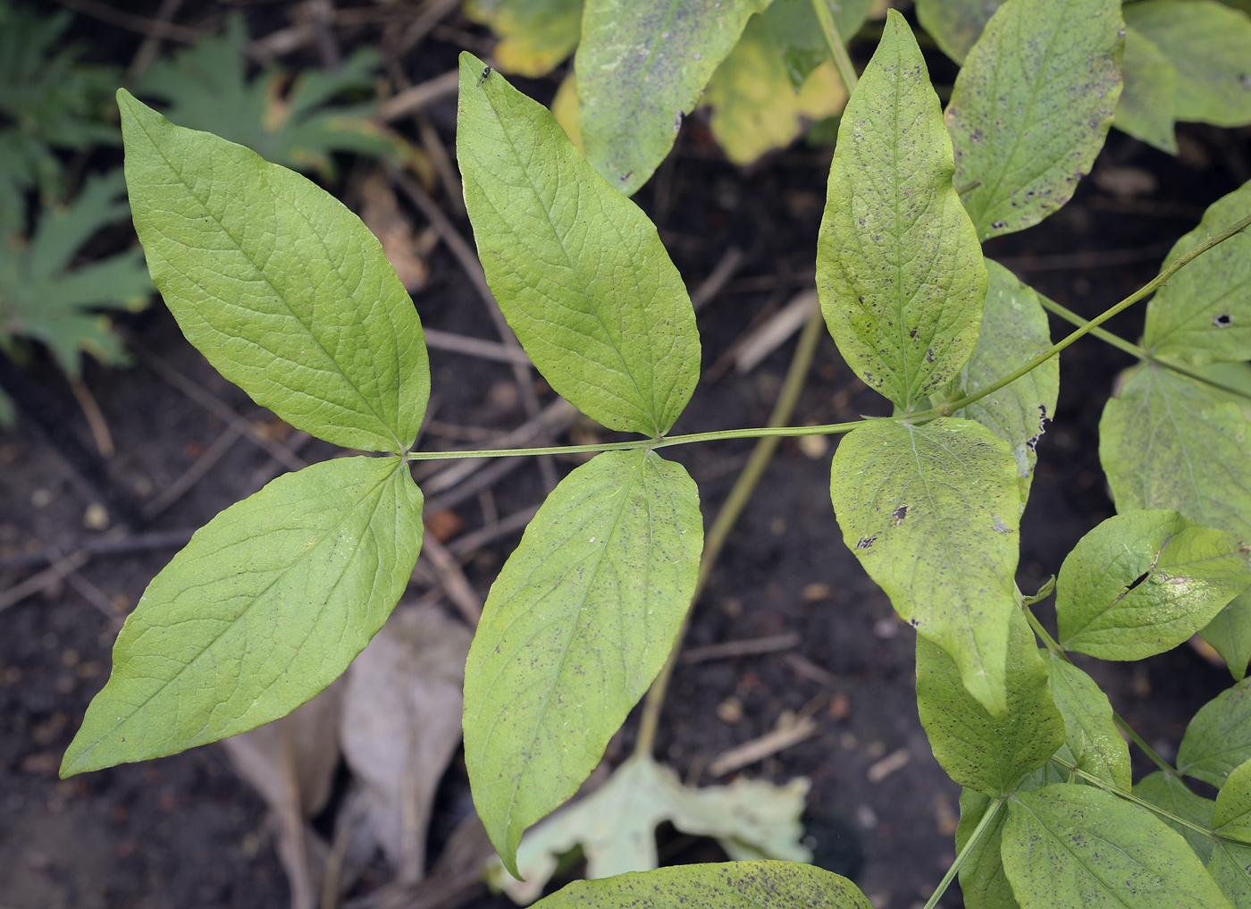 Изображение особи Lathyrus aureus.