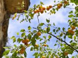 Prunus cerasifera. Ветви с плодами. Ставропольский край, окр. г. Кисловодск, Березовское ущелье. 06.10.2005.