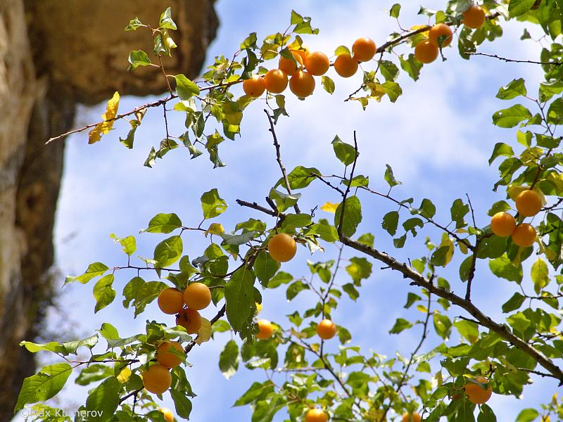 Изображение особи Prunus cerasifera.