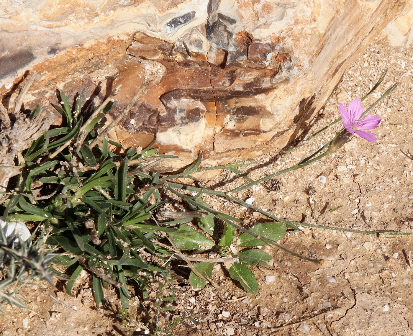Изображение особи Dianthus strictus.