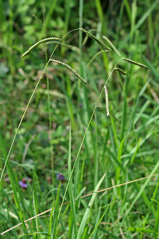 Изображение особи Paspalum dilatatum.