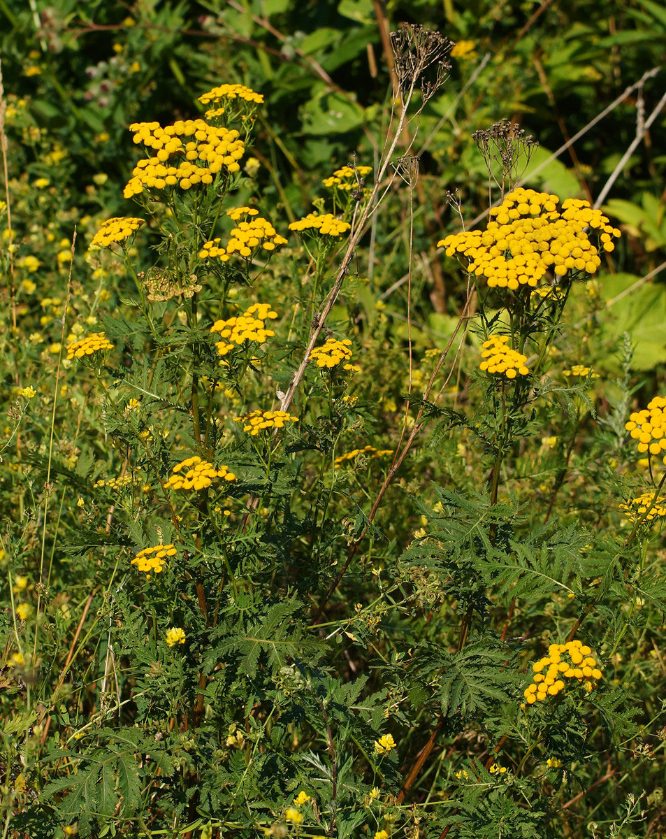 Image of Tanacetum vulgare specimen.