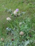 Cirsium balkharicum