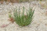 Salicornia perennans