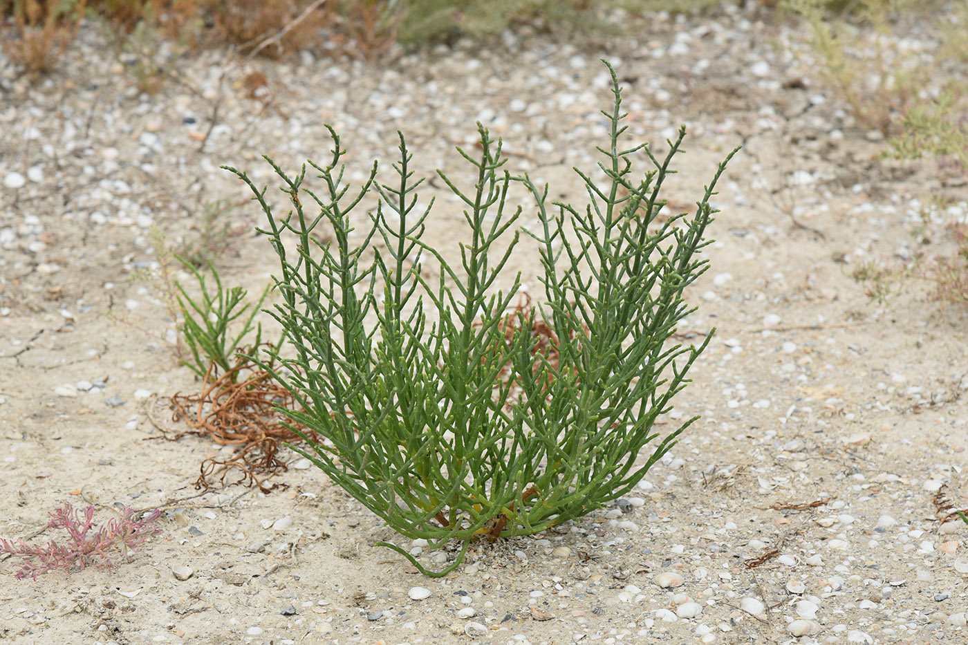 Изображение особи Salicornia perennans.