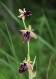 Ophrys mammosa. Соцветие. Дагестан, Дербентский р-н, 3 км ЮЗ с. Геджух, луговая степь, среди кустарников. 6 мая 2022 г.