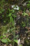 Cardamine pratensis. Цветущее растение. Москва, Лесная опытная дача РГАУ-МСХА им. К. А. Тимирязева, сильно увлажненный берег р. Жабенка. 25 мая 2022 г.