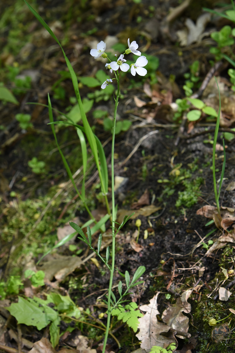 Изображение особи Cardamine pratensis.