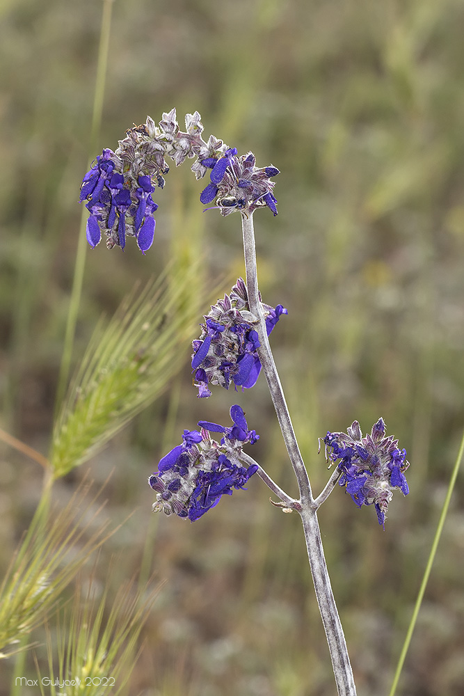 Image of Salvia nutans specimen.