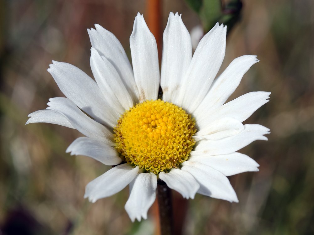 Image of Arctanthemum hultenii specimen.