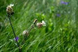 Melandrium latifolium