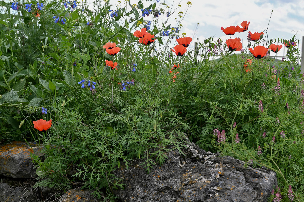 Image of genus Papaver specimen.