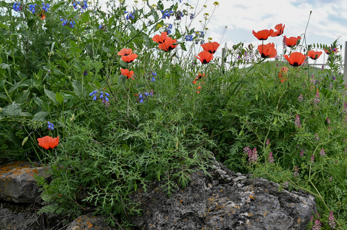 Изображение особи род Papaver.