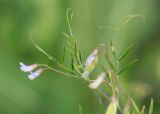 Vicia tetrasperma