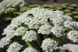 род Heracleum. Соцветие с кормящимися музами. Республика Дагестан, Ахтынский р-н, с. Гдым, пойма р. Гдымчай. 16.07.2022.