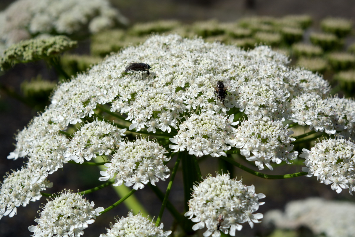Image of genus Heracleum specimen.