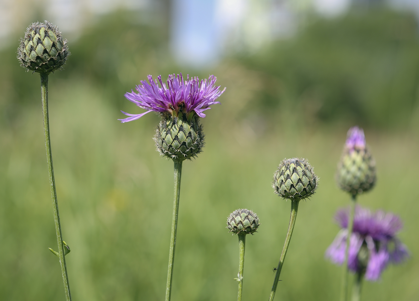 Image of Centaurea scabiosa specimen.