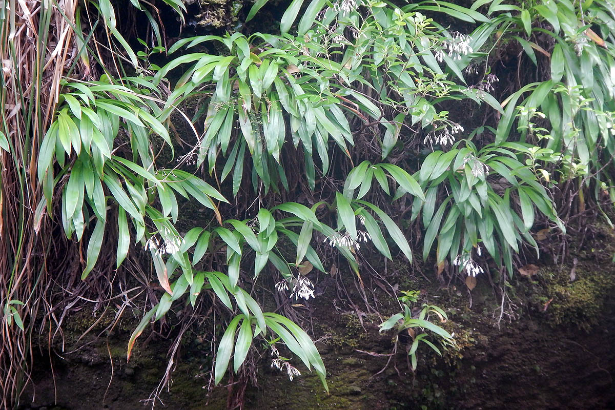 Image of Arthropodium cirratum specimen.