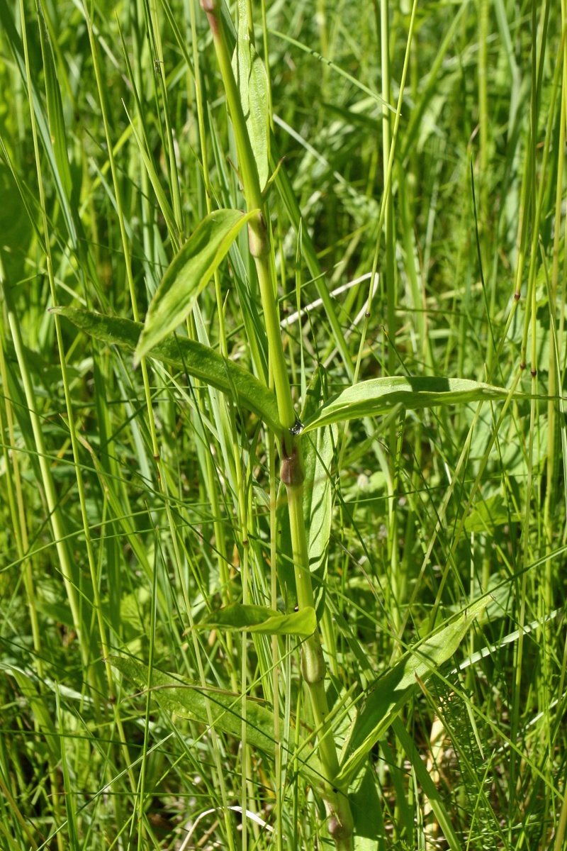 Image of Dianthus barbatus specimen.